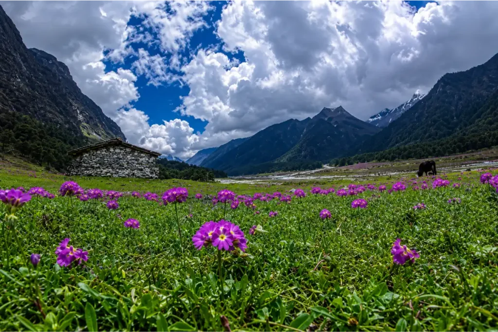 yumthang valley